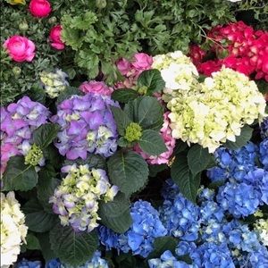 We love Flowers and Gifts for Mothers Day!